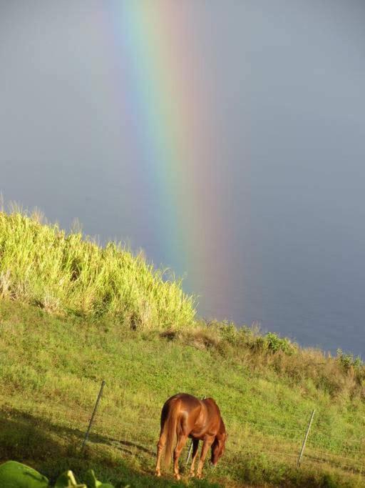 Waipio Studio Apartment Kukuihaele Zewnętrze zdjęcie